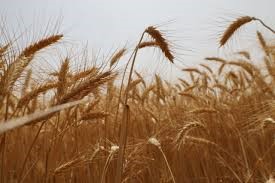 Harvesters